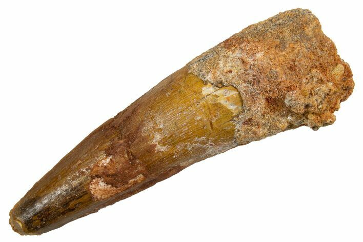 Fossil Spinosaurus Tooth - Real Dinosaur Tooth #326235